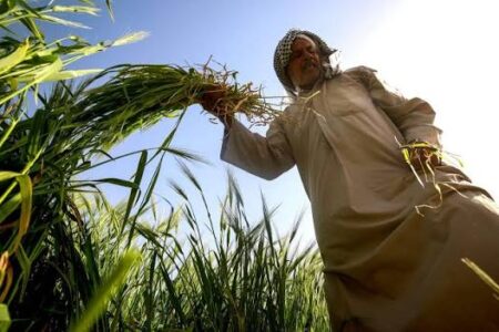 الزراعة تعتمد آليات جديدة لتنظيم استيراد المنتجات ودعم الإنتاج المحلي